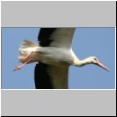 Ciconia ciconia - Weissstorch 09.jpg